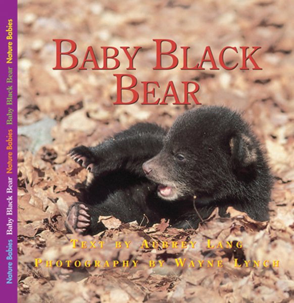 Baby black bear