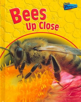 Bees up Close