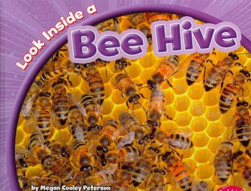 Look Inside A Bee Hive