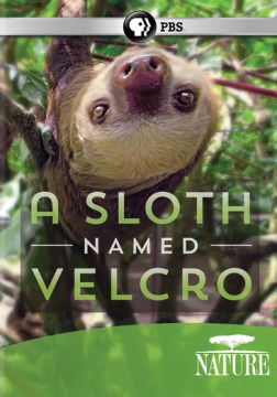 A Sloth Named Velcro
