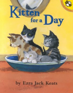 Kitten for A Day