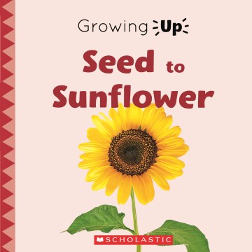 Seed to Sunflower