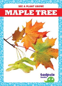 Title - Maple Tree