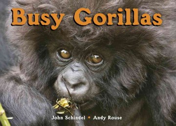 Busy Gorillas
