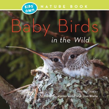 Baby Birds in the Wild