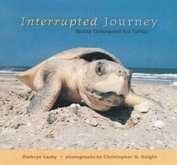 Interrupted journey:saving endangered sea turtles