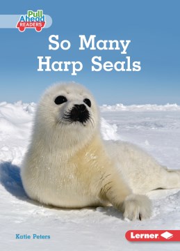 So Many Harp Seals
