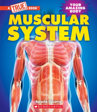 Muscular System / Natasha VIzcarra