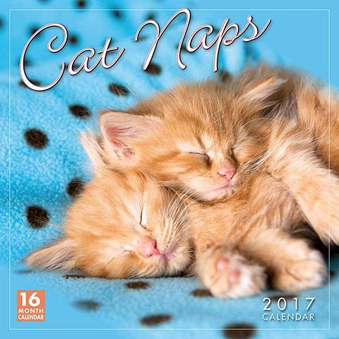 Cat Naps 2017 Calendar(Wall)