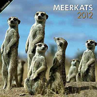 Meerkats 2012 Calendar