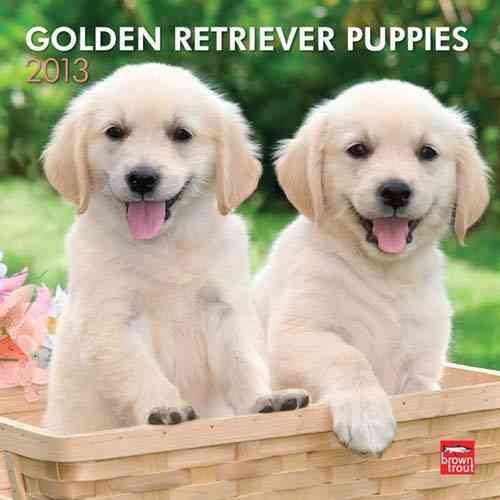 Golden Retriever Puppies 2013 Calendar