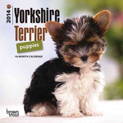 Yorkshire Terrier Puppies 2014 Calendar