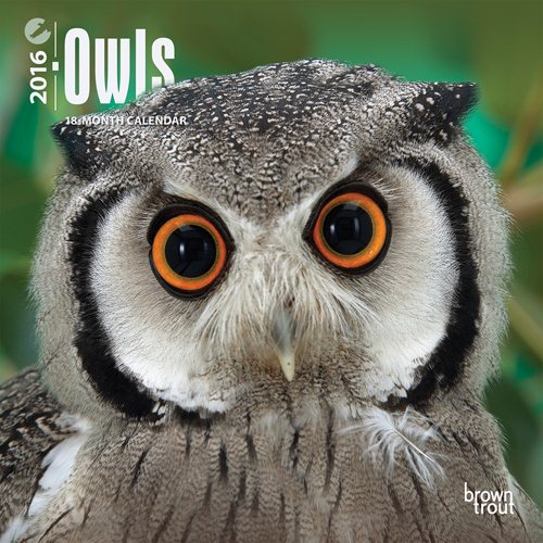 Owls 2016 Calendar