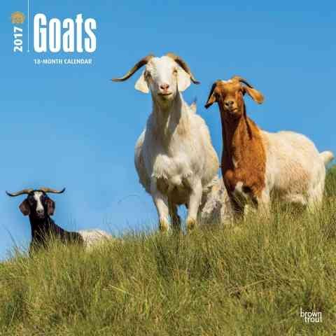 Goats 2017 Calendar(Wall)