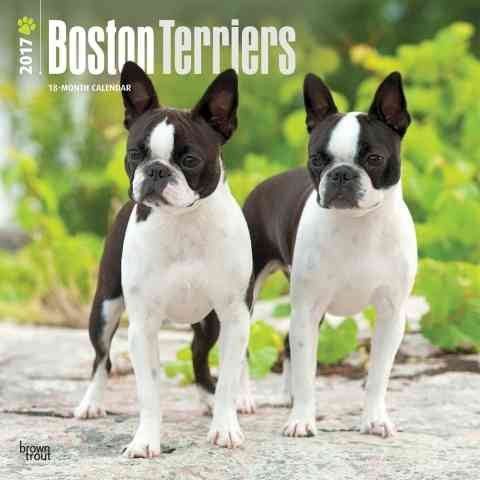 Boston Terriers 2017 Calendar(Wall)