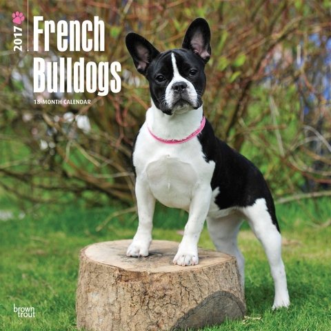 French Bulldogs 2017 Calendar(Wall)