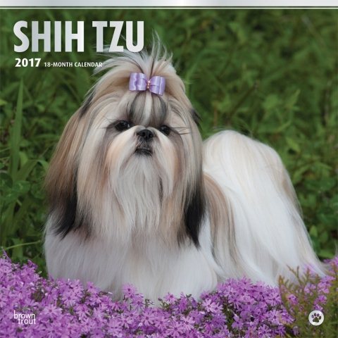 Shih Tzu 2017 Calendar(Wall)
