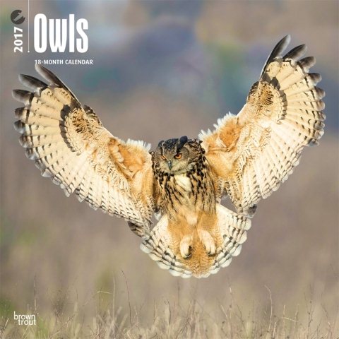 Owls 2017 Calendar(Wall)