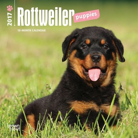 Rottweiler Puppies 2017 Calendar
