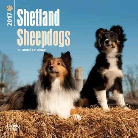 Shetland Sheepdogs 2017 Calendar