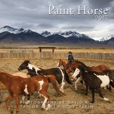 Paint Horse 2017 Calendar(Wall)