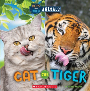 Cat or tiger