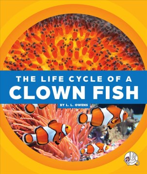 The life cycle of a clown fish