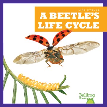 A beetle's life cycle
