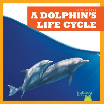 A dolphin's life cycle