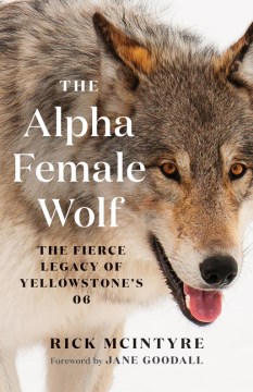The Alpha Female Wolf - The Fierce Legacy of Yellowstone's 06