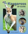 Kangaroos up close Kangaroos up close