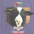 Sheep Sheep