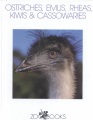 Ostriches, emus, rheas, kiwis & cassowaries Ostriches, emus, rheas, kiwis & cassowaries