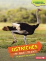 Ostriches : fast flightless birds Ostriches : fast flightless birds