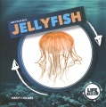 Life cycle of a jellyfish