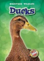 Ducks Ducks