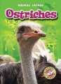 Ostriches Ostriches