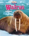 Walrus : tusk, tusk Walrus : tusk, tusk