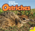 Ostriches Ostriches
