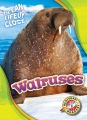 Walruses Walruses
