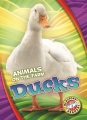 Ducks Ducks