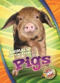 Pigs Pigs