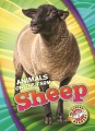 Sheep Sheep