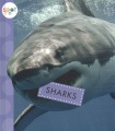 Sharks Sharks