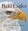 Bald eagles : the ultimate raptors