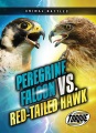 Peregrine falcon vs. red-tailed hawk