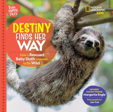Destiny Finds Her Way: How a Rescued Baby Sloth Learned to Be Wild