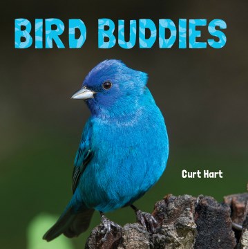 Bird Buddies