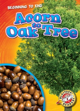 Acorn to oak tree