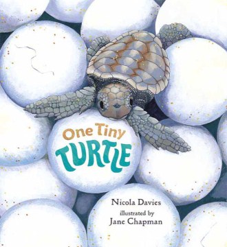One tiny turtle / Nicola Davies ; illustrated by Jane Chapman.